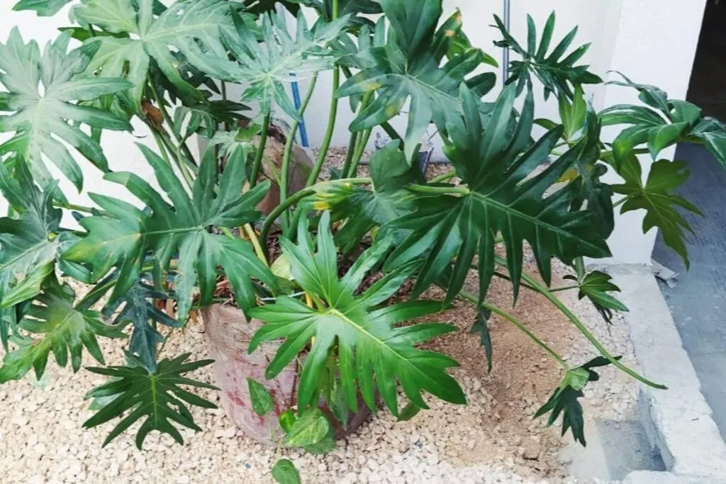 칸쿤 Coral 아파트